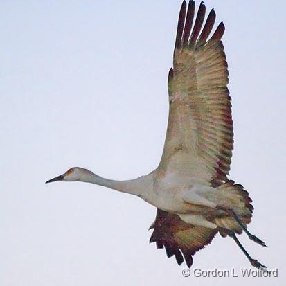 Sandhill Crane_73892.jpg - Sandhill Crane (Grus canadensis) in flightPhotographed in the Bosque del Apache National Wildlife Refuge near San Antonio, New Mexico, USA.